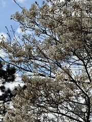 Prunus Prunus cerasus Sauerkirsche Schlehe Wilder Mandelbaum Kirschpflaume Tokio Kirsche Mandelblättrige Birne sour cherry blackthorn wild almond cherry plum Tokyo cherry almond-leaved pear Flower