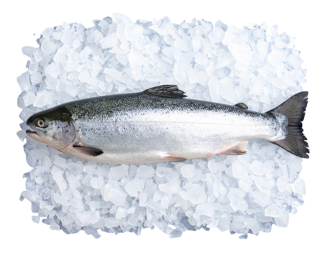 Fresh Whole Salmon Fish on Ice Bed, Top View, Transparent Background PNG