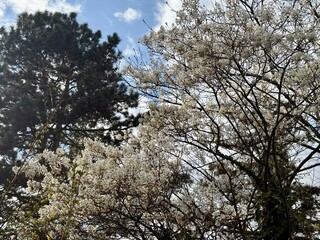 Prunus Prunus cerasus Sauerkirsche Schlehe Wilder Mandelbaum Kirschpflaume Tokio Kirsche Mandelblättrige Birne sour cherry blackthorn wild almond cherry plum Tokyo cherry almond-leaved pear Flower