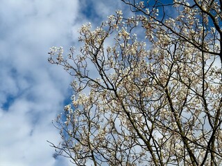 Prunus Prunus cerasus Sauerkirsche Schlehe Wilder Mandelbaum Kirschpflaume Tokio Kirsche Mandelblättrige Birne sour cherry blackthorn wild almond cherry plum Tokyo cherry almond-leaved pear Flower