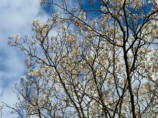 Prunus Prunus cerasus Sauerkirsche Schlehe Wilder Mandelbaum Kirschpflaume Tokio Kirsche Mandelblättrige Birne sour cherry blackthorn wild almond cherry plum Tokyo cherry almond-leaved pear Flower
