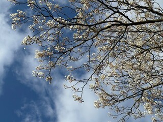 Prunus Prunus cerasus Sauerkirsche Schlehe Wilder Mandelbaum Kirschpflaume Tokio Kirsche Mandelblättrige Birne sour cherry blackthorn wild almond cherry plum Tokyo cherry almond-leaved pear Flower