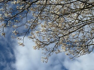 Prunus Prunus cerasus Sauerkirsche Schlehe Wilder Mandelbaum Kirschpflaume Tokio Kirsche Mandelblättrige Birne sour cherry blackthorn wild almond cherry plum Tokyo cherry almond-leaved pear Flower