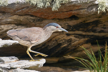 Black-crowned Night-heron (Nycticorax nycticorax falklandicus) on the coast of Carcass Island in the Falkland Islands.