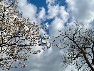 Prunus Prunus cerasus Sauerkirsche Schlehe Wilder Mandelbaum Kirschpflaume Tokio Kirsche Mandelblättrige Birne sour cherry blackthorn wild almond cherry plum Tokyo cherry almond-leaved pear Flower