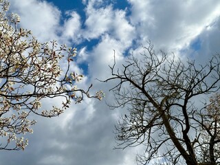 Prunus Prunus cerasus Sauerkirsche Schlehe Wilder Mandelbaum Kirschpflaume Tokio Kirsche Mandelblättrige Birne sour cherry blackthorn wild almond cherry plum Tokyo cherry almond-leaved pear Flower