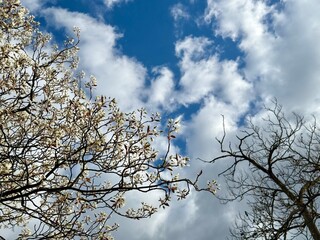 Prunus Prunus cerasus Sauerkirsche Schlehe Wilder Mandelbaum Kirschpflaume Tokio Kirsche Mandelblättrige Birne sour cherry blackthorn wild almond cherry plum Tokyo cherry almond-leaved pear Flower