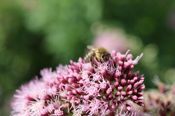 Biene auf gewöhnlichem Wasserdost