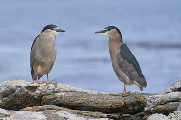 Black-crowned Night-heron (Nycticorax nycticorax falklandicus) on the coast of Carcass Island in the Falkland Islands.