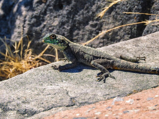 Southern Rock Agama Looking