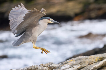 Black-crowned Night-heron (Nycticorax nycticorax falklandicus) in flight on the coast of Carcass Island in the Falkland Islands.
