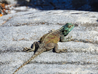 Female Southern Rock Agama