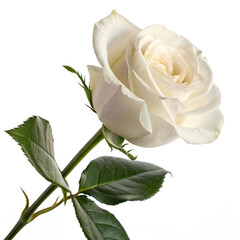 Fototapeta premium Single white rose symbolizing elegance and purity.