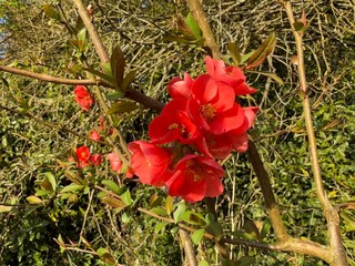 Zierquitte Chaenomeles Prunus Pfirsichbaum Rosales Rosaceae Rose Pyrinae Flowering quince...