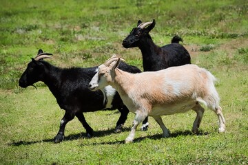 Goats in a green pasture.