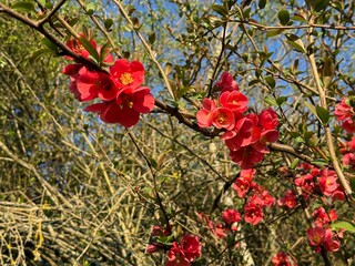 Zierquitte Chaenomeles Prunus Pfirsichbaum Rosales Rosaceae Rose Pyrinae Flowering quince...