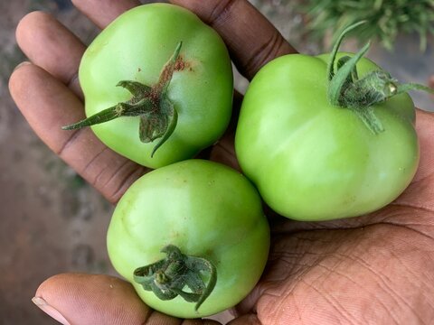 green tomatoes in hand