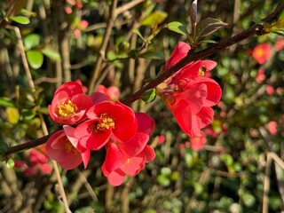 Zierquitte Chaenomeles Prunus Pfirsichbaum Rosales Rosaceae Rose Pyrinae Flowering quince...