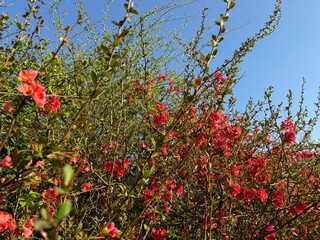 Zierquitte Chaenomeles Prunus Pfirsichbaum Rosales Rosaceae Rose Pyrinae Flowering quince...