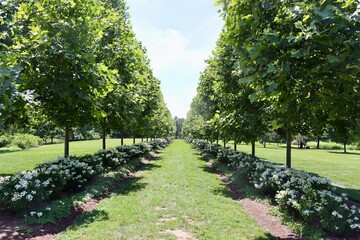 The rows of trees in the countryside on a sunny day.