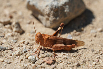 Blue-winged grasshopper insect of the family of true locusts grasshopper brown color nature summer