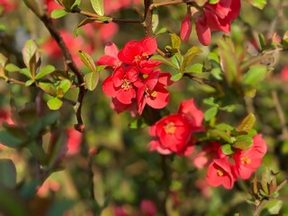 Zierquitte Chaenomeles Prunus Pfirsichbaum Rosales Rosaceae Rose Pyrinae Flowering quince Chaenomeles peach tree apple fruit pink red bush spring spines, foliage, Japan, China, Germany, ornamental