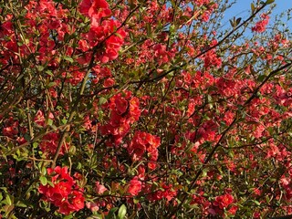 Zierquitte Chaenomeles Prunus Pfirsichbaum Rosales Rosaceae Rose Pyrinae Flowering quince...