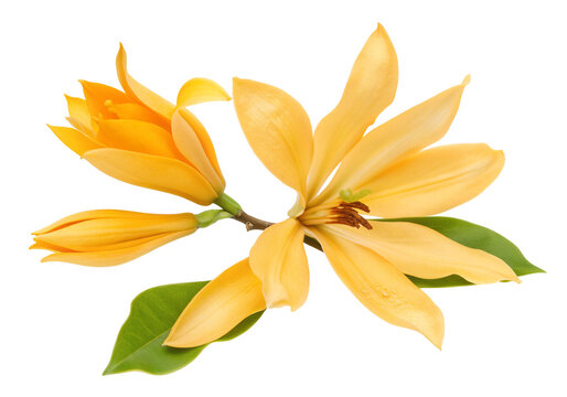 Yellow champaca flower with green leaves for botanical gardening and aroma therapy concepts