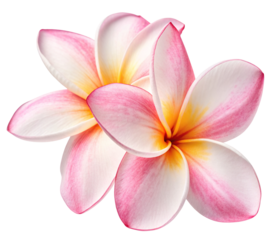 Delicate plumeria blossoms with white petals and pink hues isolated on a seamless white background