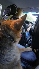  A woman and a German Shepherd are going on a trip by automobile. The dog is in the back seat of a...