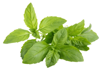 Fresh aromatic basil plant leaves for cooking natural herb flavor healthy green vegetarian dish