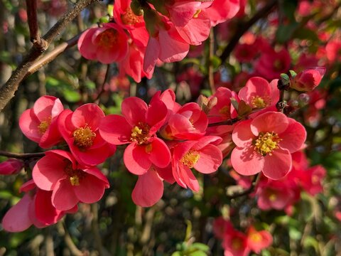 Zierquitte Chaenomeles Prunus Pfirsichbaum Rosales Rosaceae Rose Pyrinae Flowering quince Chaenomeles peach tree apple fruit pink red bush spring spines, foliage, Japan, China, Germany, ornamental
