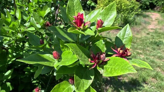 Calycanthus occidentalis - a close-up of red flowers against the background of green leaves of the plant