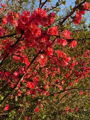 Fototapeta premium Zierquitte Chaenomeles Prunus Pfirsichbaum Rosales Rosaceae Rose Pyrinae Flowering quince Chaenomeles peach tree apple fruit pink red bush spring spines, foliage, Japan, China, Germany, ornamental