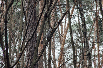 Wild squirrel climbing a tree branch in a dense forest during early spring.