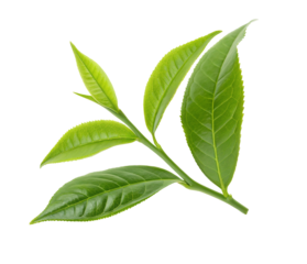 Fresh green tea leaves isolated close-up on white background for refreshing beverage concept