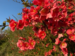 Zierquitte Chaenomeles Prunus Pfirsichbaum Rosales Rosaceae Rose Pyrinae Flowering quince...