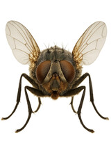 Close-up Macro Photography of a Realistic Housefly Insect with Detailed Wings and Compound Eyes Isolated on White Background