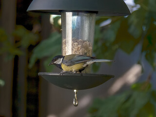 Kohlmeise sitzt am Vogelfutter