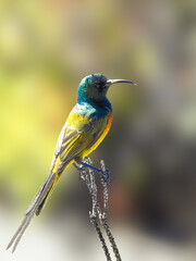 Male Orange-breasted Sunbird Looking at Camera