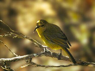 Female Orange-breasted Sunbird Perched on Branch