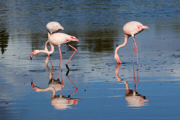 Quelques flamants rose les pattes dans la vase