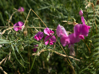 Orchidee selvatiche