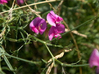 Orchidee selvatiche