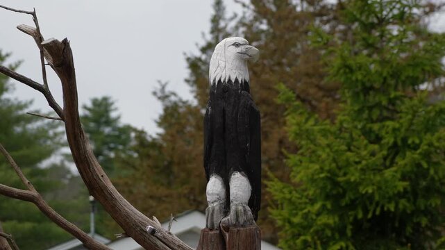 A magnificent bald eagle posits regally upon a log, beautifully showcasing the wonders of nature around it