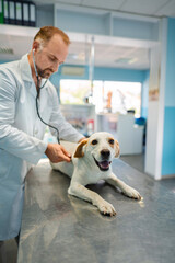 Happy dog gets a check-up at a caring vet
