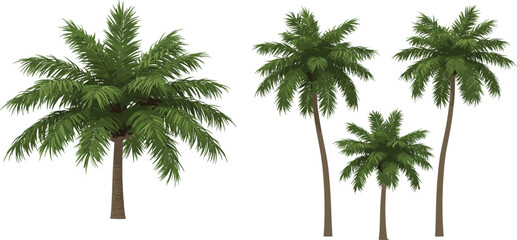 Realistic palm tree vector set, tropical green foliage illustration, summer nature clipart, tropical island plants graphic. © Ashik Creatives