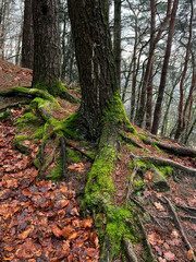 Obraz premium Tree roots in the forest of Bevergern, Germany