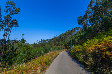 A serene, tree-lined rural road stretches into the distance under a vibrant blue sky