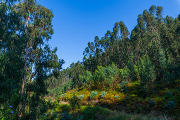 A lush forest landscape with tall trees and vibrant greenery